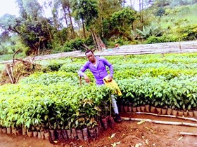 Cooperative coffee seedlings.